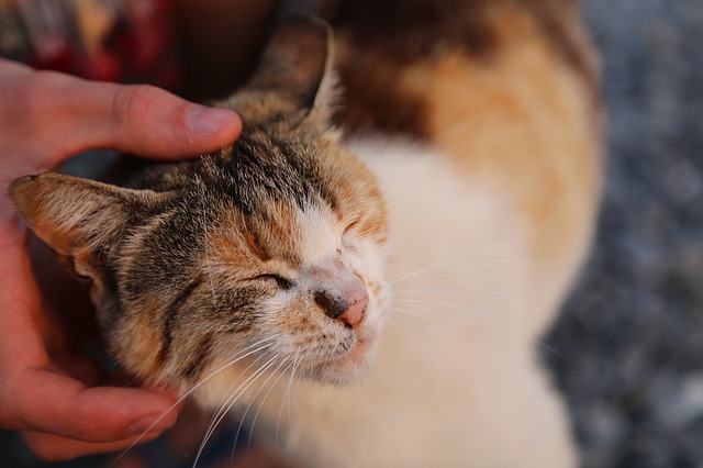 happy cat