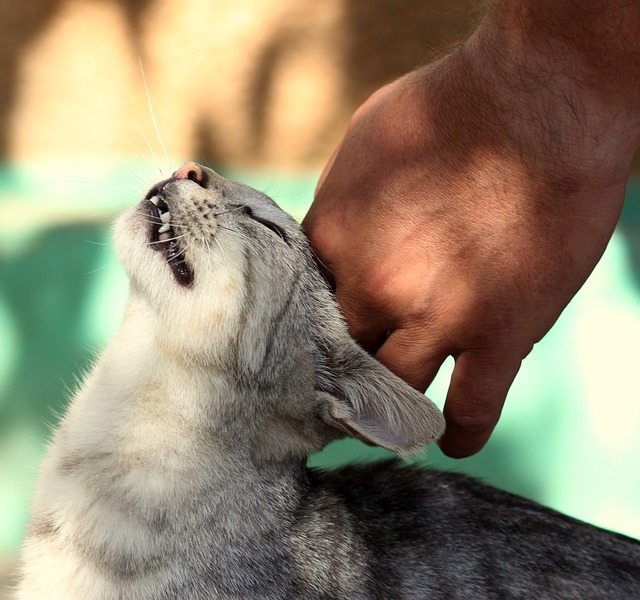 petting cat