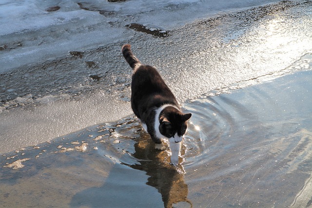 mačka a voda