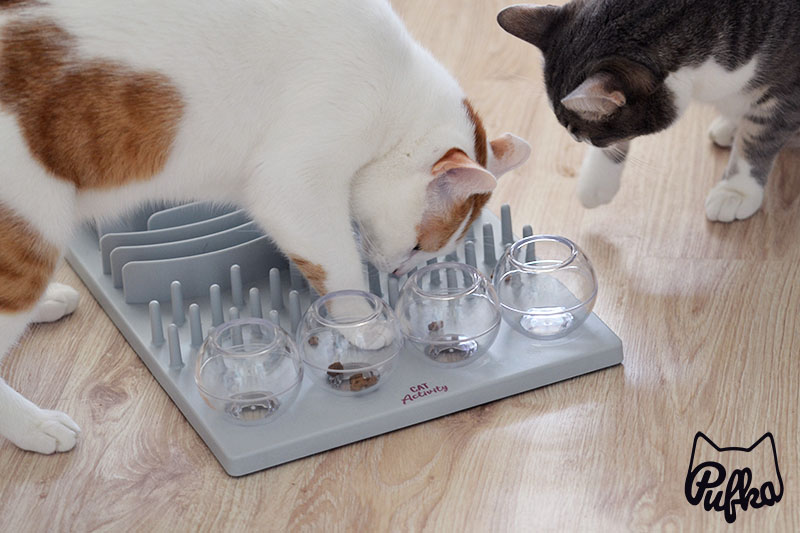 cat activity fun board