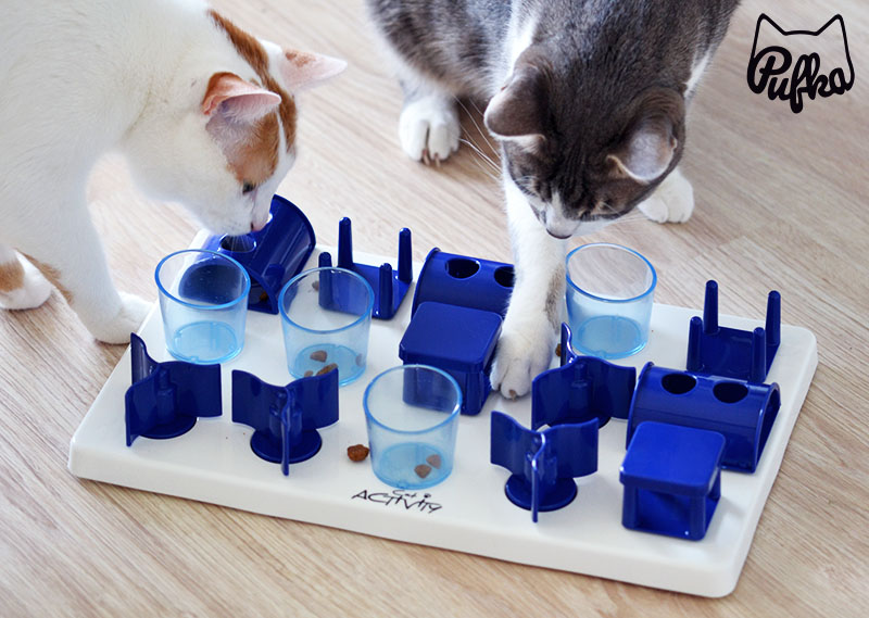 cat activity ihrisko