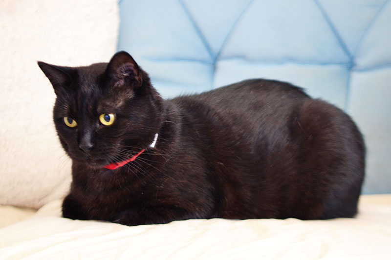 obojok red velvet obojok red velvet