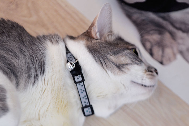 reflexny obojok na macke reflexny obojok na macke