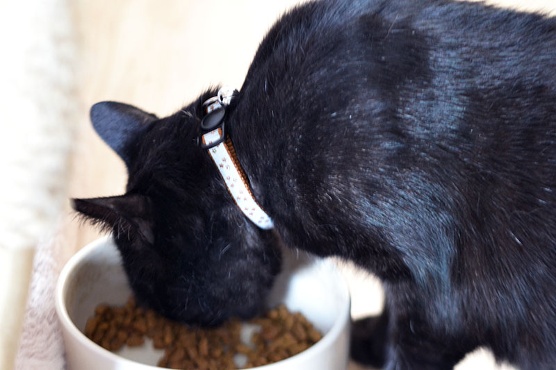 reflexny obojok nobleza