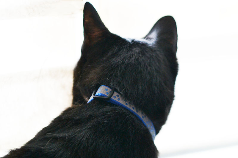 modry obojok nobleza modry obojok nobleza