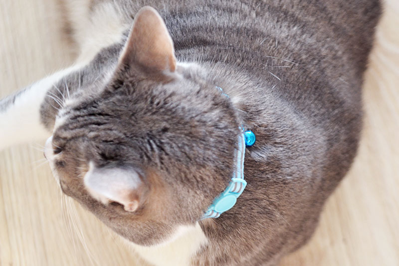 reflexny obojok modry reflexny obojok modry