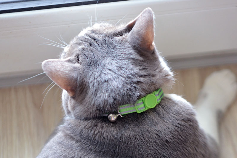 reflexny obojok nobleza reflexny obojok nobleza