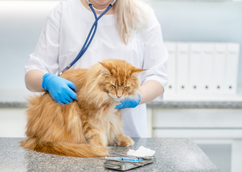 macka u veterinara