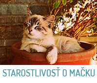 starostlivosť o mačku