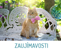 zaujímavosti