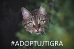 #adoptujtigra