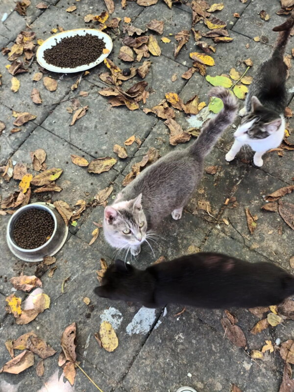 macicky z oz kocurkovo