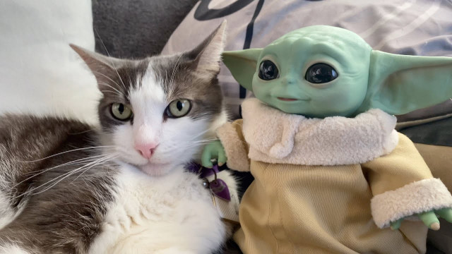 yoda cat