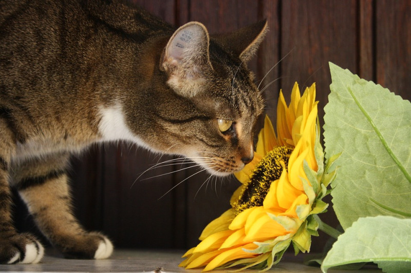 kvety a mačka