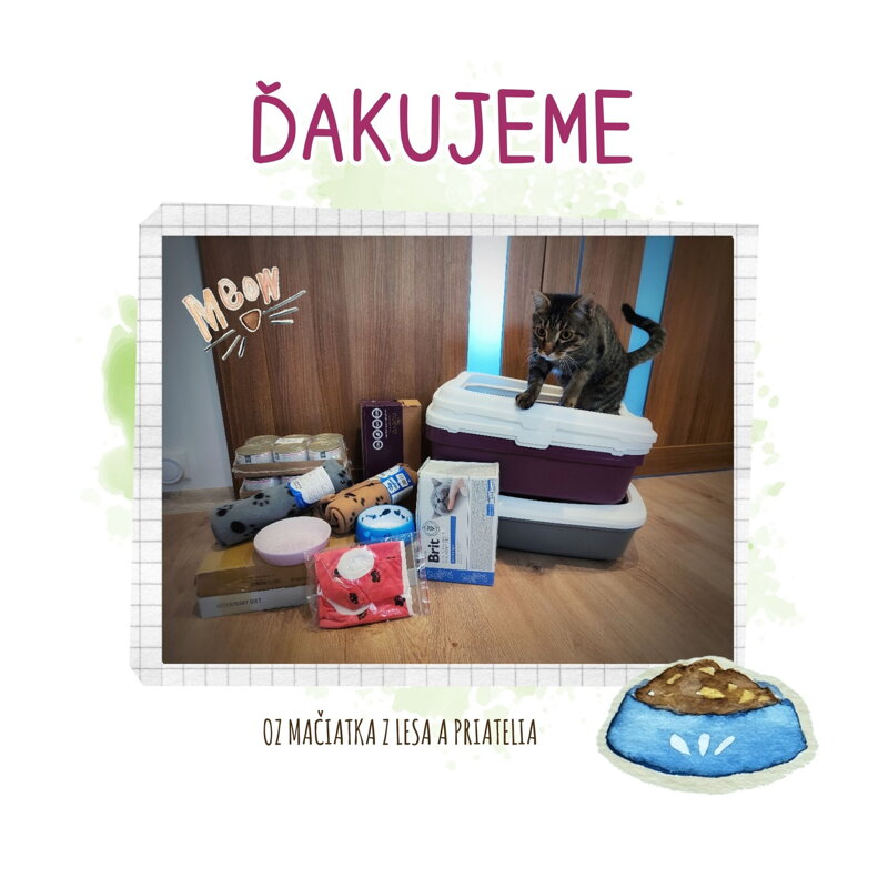 koláž od mačiatok