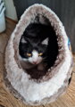 Kukaňa plyšová - KALINE sivohnedá 41cm, Trixie