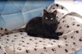 Deka pre mačky sivá s čiernymi labkami 100 x 70 cm, DUVO plus