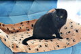 Deka pre mačky svetlohnedá s čiernymi labkami 100 x 70 cm, DUVO plus