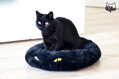 Čierny pelech Cat in black 50 × 40 × 9 cm, Tommi