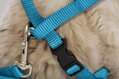 Postroj pre veľké mačky azúrový 34-57 cm/13mm/1,20 m, Trixie