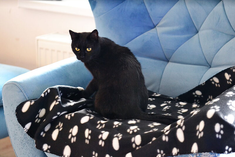 Deka pre mačky čierna s bielymi labkami 100 x 70 cm, DUVO plus
